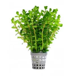rotala-blood-red-koszyk-xl-roslina-do-akwarium