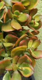 sansevieria-hahnii-sunny-star-mini