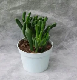 sansevieria-trifaciata-midnight-shine-mini