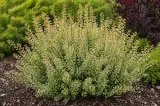 berberys-powwow-c2-rodzaj-rosliny-berberysy