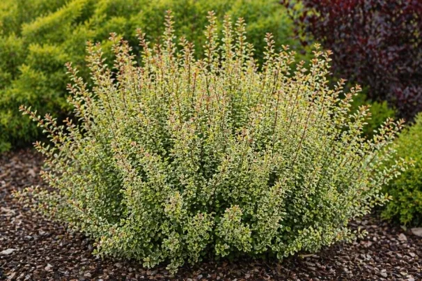 berberys-powwow-c2-rodzaj-rosliny-berberysy