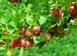agrest-czerwony-hinnonmaki-red-c2