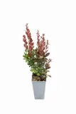 berberys-red-pillar-c2