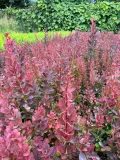 berberys-red-pillar-c2-rodzaj-rosliny-berberysy