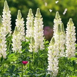 lupinus-lubin-trwaly-noble-maiden-1-szt-doniczka-p9