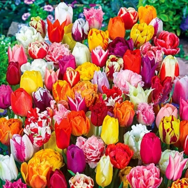Tulipan polski mix odmian i gatunków 50 szt. 8/9 cebulki tulipanów cebule