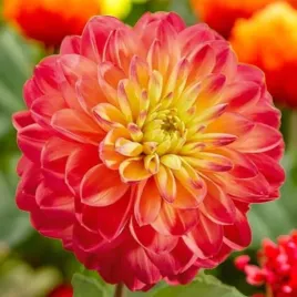 dalia-dekoracyjna-princess-erika-1-szt-karpa-sadzonka-sadzonki