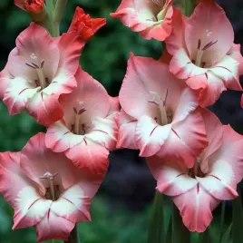 gladiolus-mieczyk-bambino-modena-5-szt-cebulki-cebule-kwiaty
