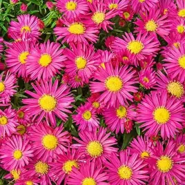 aster-nowobelgijski-winston-churchill-1-szt-bylina-sadzonka-sadzonki