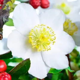 helleborus-niger-ciemiernik-bialy-1-szt-bylina-sadzonka-sadzonki