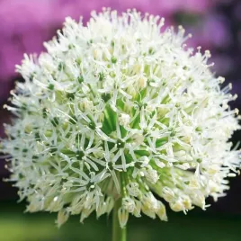 allium-czosnek-mont-blanc-1-szt-cebulki-cebule-kwiaty