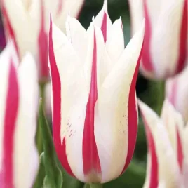 tulipan-lilioksztaltny-marilyn-5-szt-tulipany-cebulki-cebule-tulipanow