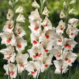 gladiolus-mieczyk-wielkokwiatowy-ajax-5-szt-cebule-cebulki