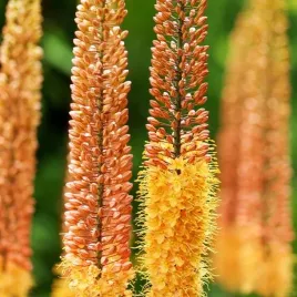eremurus-pustynnik-cleopatra-1-szt-sadzonka-sadzonki-klacze
