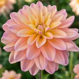 dalia-dekoracyjna-mondriaan-1-szt-karpa-sadzonka-sadzonki