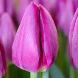 tulipan-triumph-bullit-5-szt-tulipany-cebulki-cebule-tulipanow