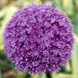 allium-czosnek-polski-gladiator-1-szt-16-18-cebule-cebulki-od-producenta
