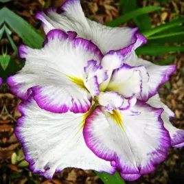 irys-ensata-japonski-frilled-enchantment-1-szt-sadzonka-sadzonki-klacze