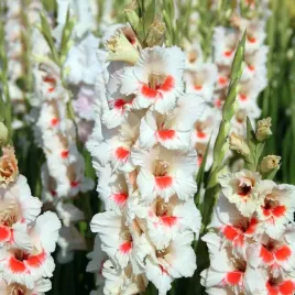 gladiolus-mieczyk-bialy-z-czerwona-plamkaa-5-szt-cebule-cebulki