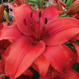 lilia-azjatycka-red-highland-1-szt-16-18-cebule-cebulki-lilii-lilie