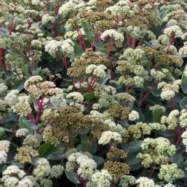 sedum-rozchodnik-summer-surprise-1-szt-bylina-sadzonka-sadzonki