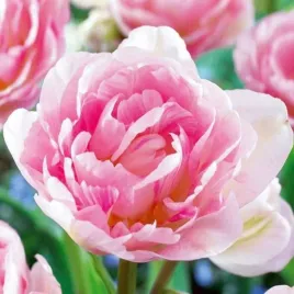 tulipan-pelny-angelique-5-szt-tulipany-cebulki-cebule-tulipanow