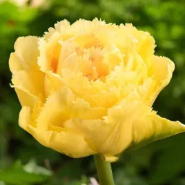 tulipan-strzepiasty-lemon-shoot-5-szt-tulipany-cebulki-cebule-tulipanow