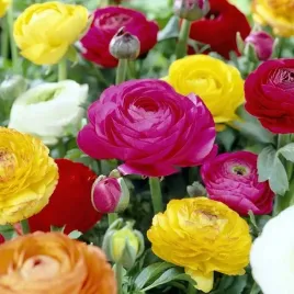 ranunculus-jaskier-cebulki-mieszanka-mix-15-szt