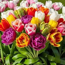 tulipan-polski-mieszanka-mix-5-szt-12-cebule-cebulki