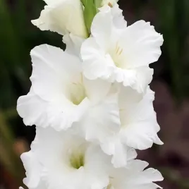 gladiolus-mieczyk-paloma-blanca-5-szt-cebulki-cebule-kwiaty