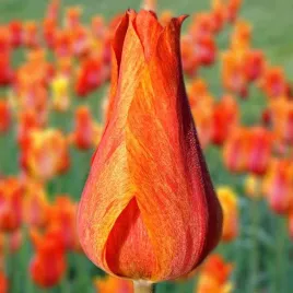 tulipan-triumph-el-nino-5-szt-tulipany-cebulki-cebule-tulipanow