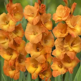 gladiolus-mieczyk-wielkokwiatowy-cornelli-5-szt-cebule-cebulki