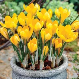krokus-wiosenny-polski-zolty-xxl-8-9-10-szt-cebulki-krokusow-krokusy