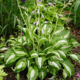 hosta-funkia-mediovariegata-1-szt-sadzonka-sadzonki