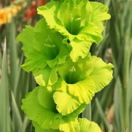 gladiolus-mieczyk-zielony-50-szt-cebulki-cebule-kwiaty