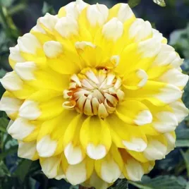 dalia-dekoracyjna-seattle-1-szt-karpa-sadzonka-sadzonki