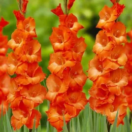 gladiolus-mieczyk-pomaranczowy-50-szt-cebule-cebulki