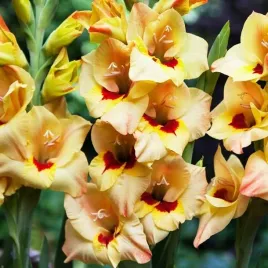 gladiolus-mieczyk-bambino-bocelli-5-szt-cebulki-cebule-kwiaty