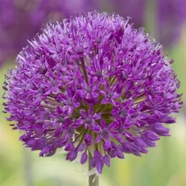 allium-czosnek-polski-purple-sensation-3-szt-10-12-cebule-cebulki