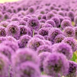allium-czosnek-wysoki-gladiator-3-szt-12-14-cebule-cebulki-producent