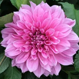dalia-talerzowa-lavender-perfection-1-szt-karpa-sadzonka-sadzonki