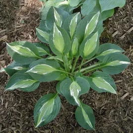 hosta-funkia-snake-eyes-1-szt-bylina-sadzonka-sadzonki