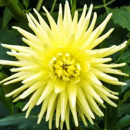 dalia-kaktusowa-kennemerland-1-szt-karpa-sadzonka-sadzonki