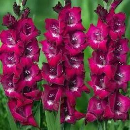 gladiolus-mieczyk-biskupi-50-szt-cebule-cebulki