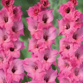 gladiolus-mieczyk-rozowy-5-szt-cebule-cebulki