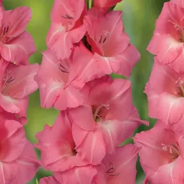 gladiolus-mieczyk-julio-5-szt-cebulki-cebule-kwiaty