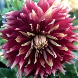 dalia-dekoracyjna-autumn-sunburst-1-szt-karpa-sadzonka-sadzonki