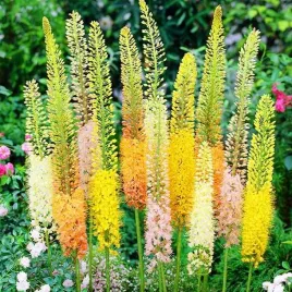 eremurus-pustynnik-mieszanka-mix-3-szt