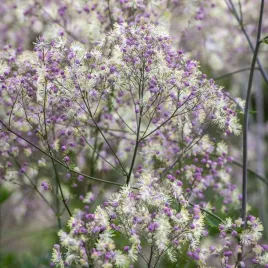 thalictrum-rutewka-elin-1-szt-bylina-sadzonka-sadzonki