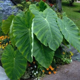 colocasia-esculenta-kolokazja-jadalna-1-szt-cebula-cebulka